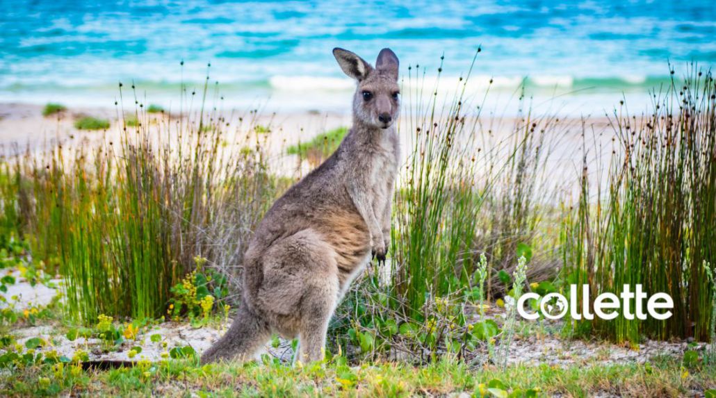 Collette's Complete South Pacific