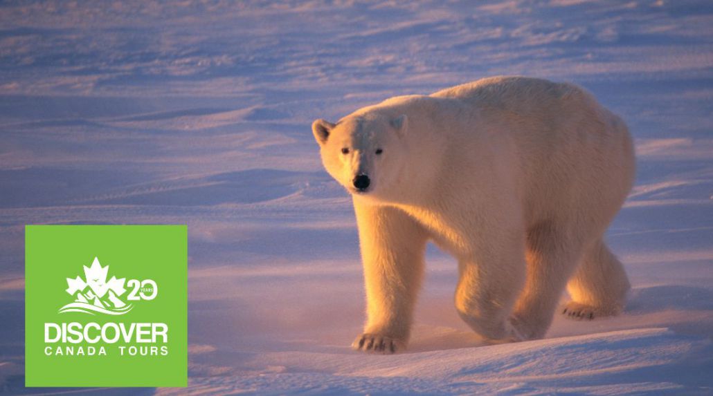 Churchill Awaits: Majestic Wildlife & Northern Wonders